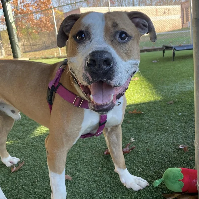 Stan Lee thumbnail 6