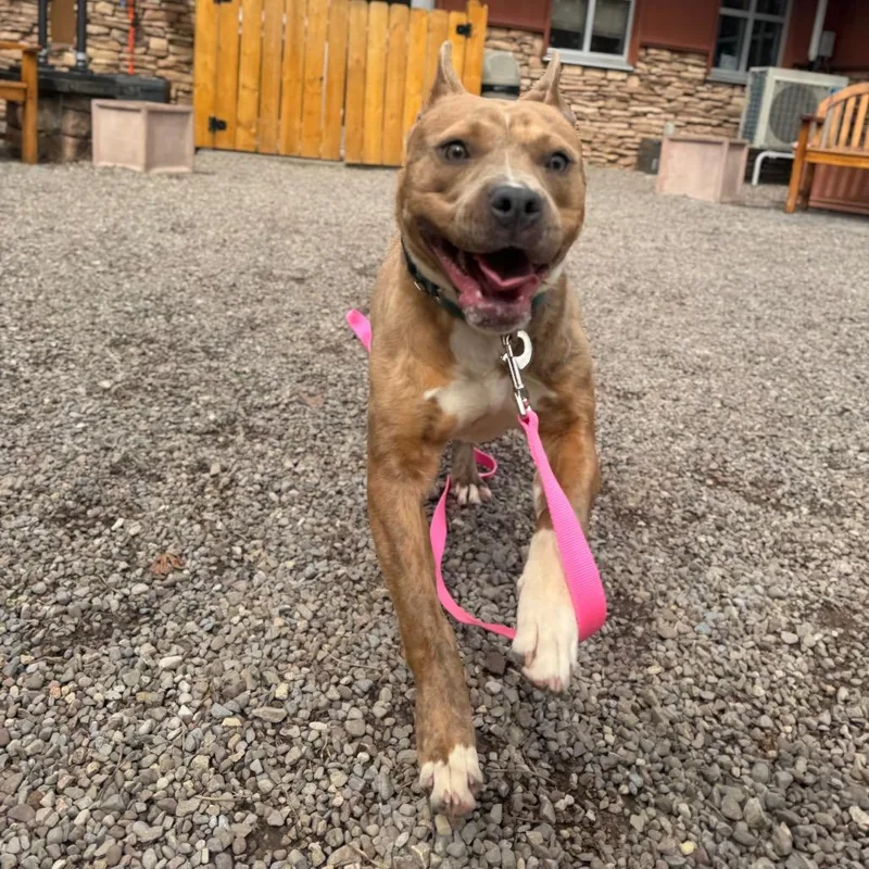 Dr. Mel King thumbnail 3