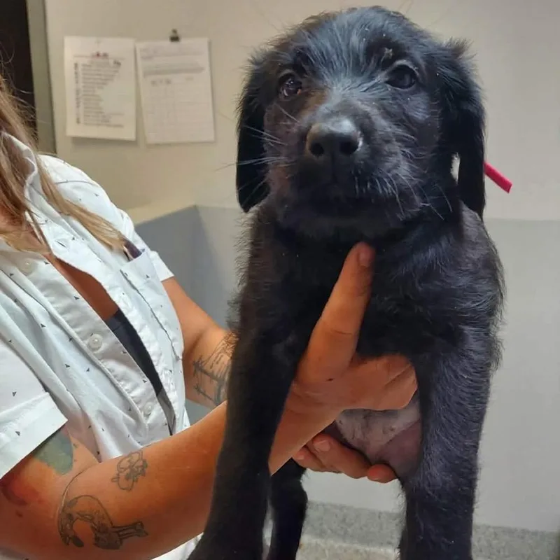 A baby large-sized female Black Doberman Pinscher dog named Valkyrie for adoption in Wichita, KS