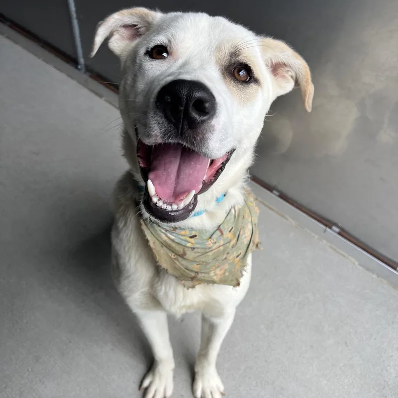 A young medium-sized male White / Cream Labrador Retriever dog named Burrel for adoption in Newark, DE