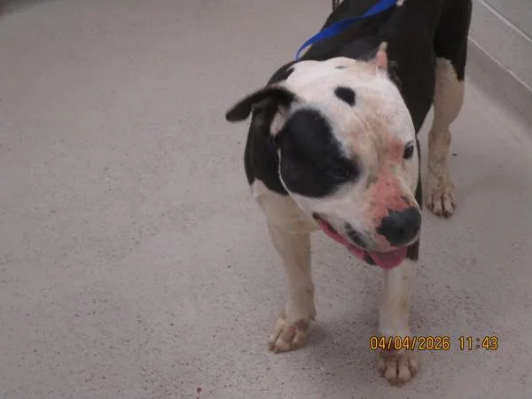 An adult large-sized male Pit Bull Terrier dog named Winnie for adoption in Marietta, GA