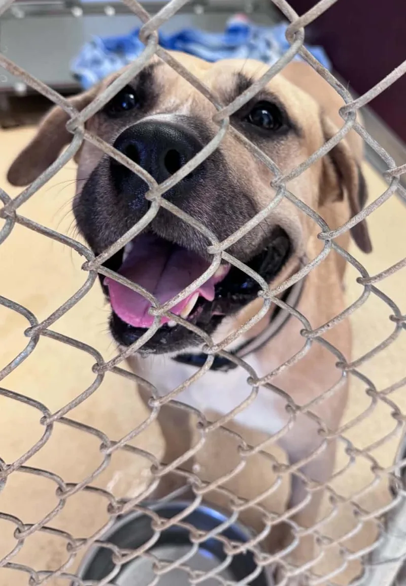 An adult large-sized male Yellow / Tan / Blond / Fawn Pit Bull Terrier dog named Rooster for adoption in Tappahannock, VA
