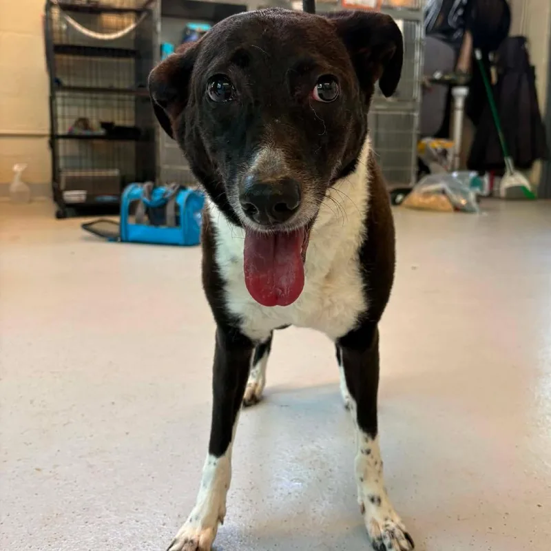An adult medium-sized female Black Mixed Breed dog named Pearl Jammie Stray Hold for adoption in Huntington, WV