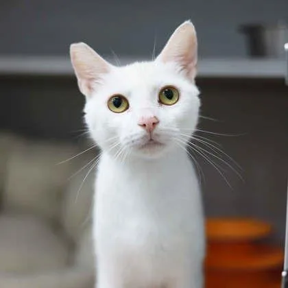 An adult small-sized female White Domestic Short Hair cat named Broccoli for adoption in Atlanta, GA