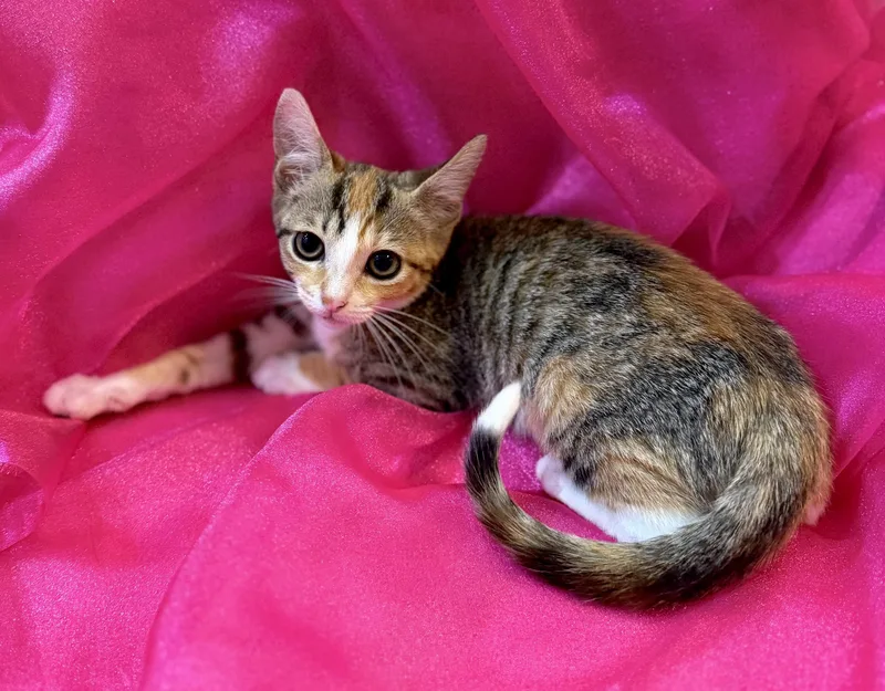 A baby medium-sized female Tortoiseshell cat named Harper for adoption in Lake Monroe, FL