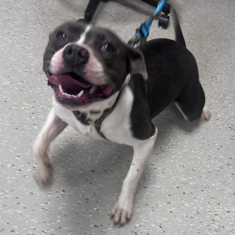 An adult medium-sized female Gray / Blue / Silver Pit Bull Terrier dog named Liberty for adoption in Indianapolis, IN