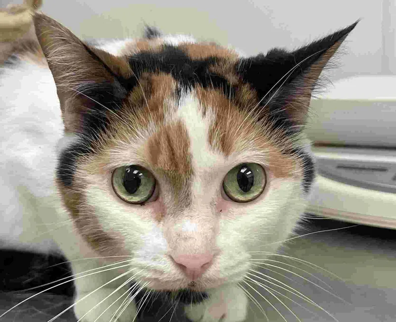 An adult large-sized female Calico Domestic Short Hair cat named Patches for adoption in New Castle, IN