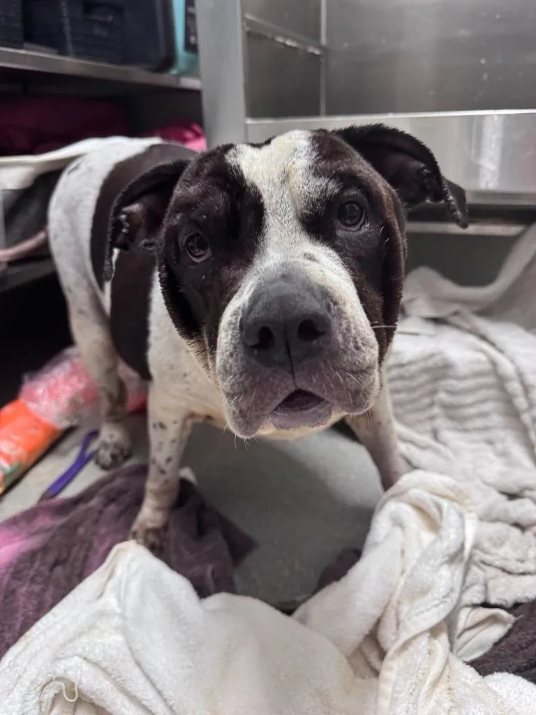 An adult large-sized female Labrador Retriever dog named Charlie for adoption in East Ridge, TN
