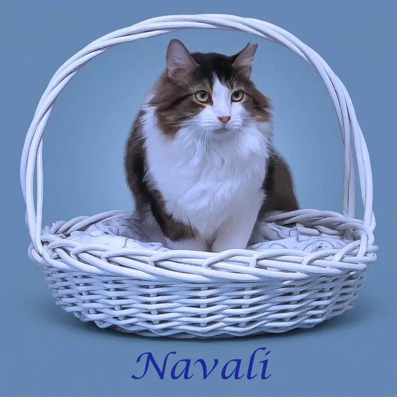 Navali C