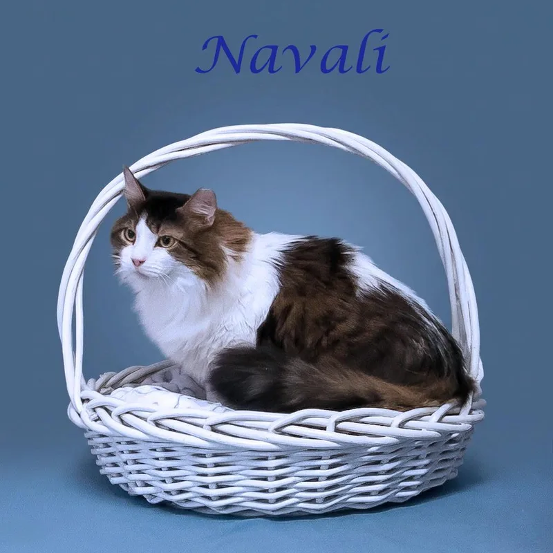 Navali C thumbnail 2