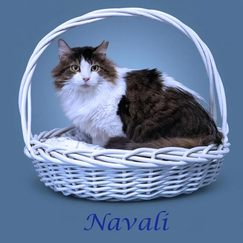 Navali C thumbnail 3