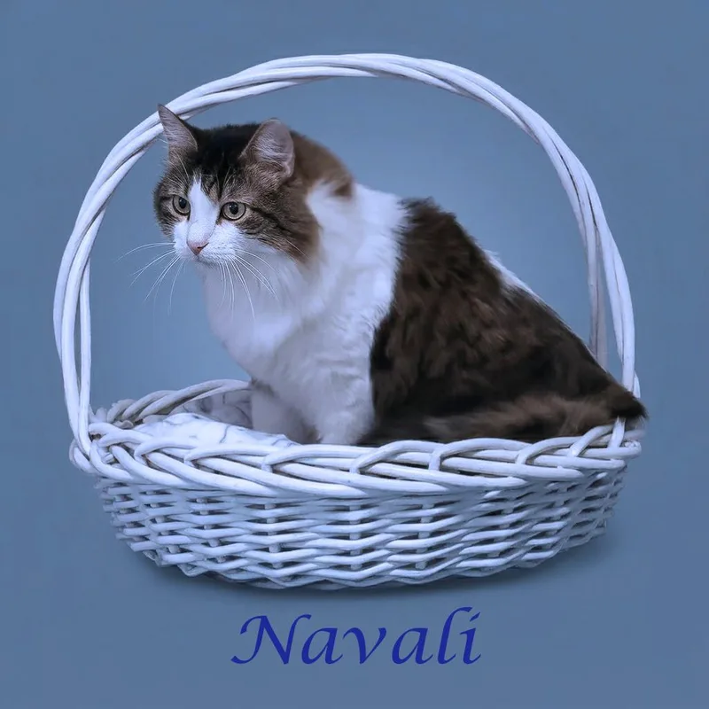 Navali C thumbnail 4