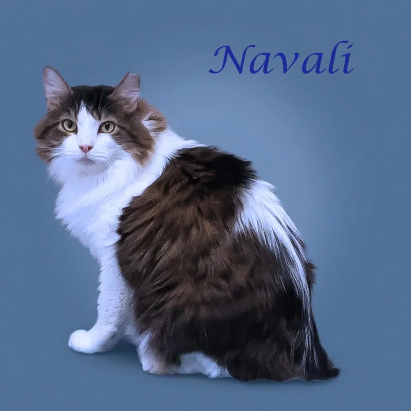 Navali C thumbnail 5