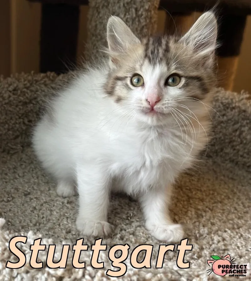 Stuttgart