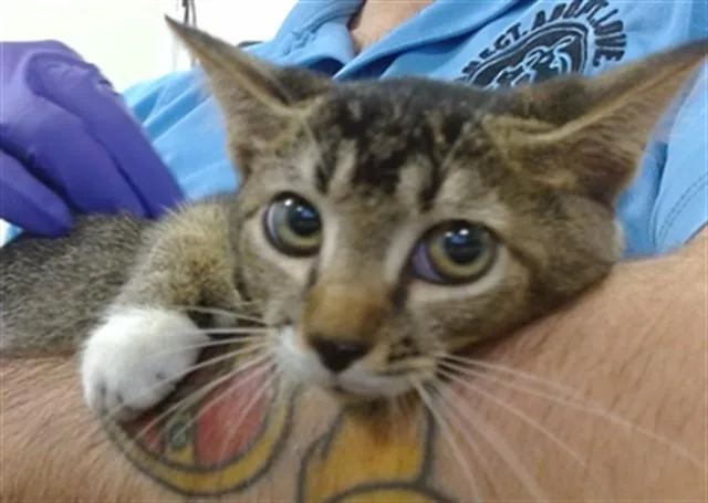 A baby small-sized female Domestic Short Hair cat named Brenda for adoption in Miami, FL