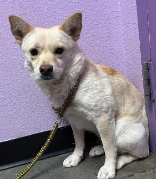 An adult small-sized female Yellow / Tan / Blond / Fawn Mixed Breed dog named Kitsu for adoption in El Paso, TX
