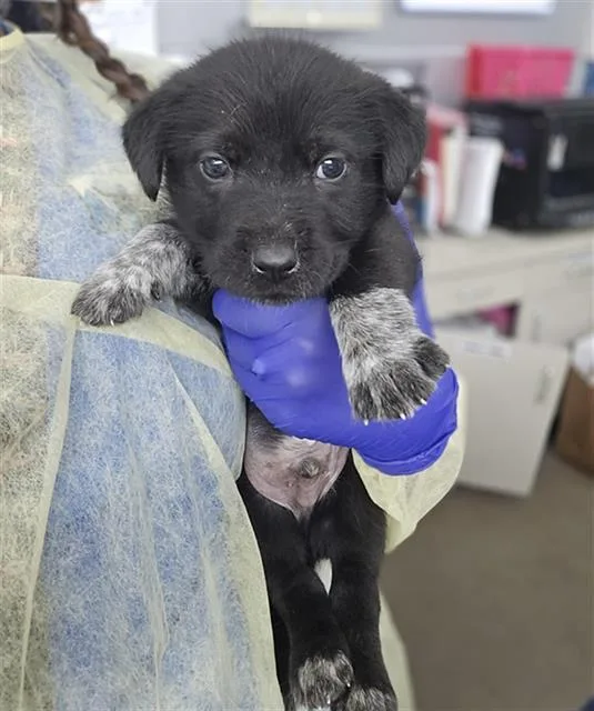 A baby medium-sized male Mixed Breed dog named Patch for adoption in Dallas, TX