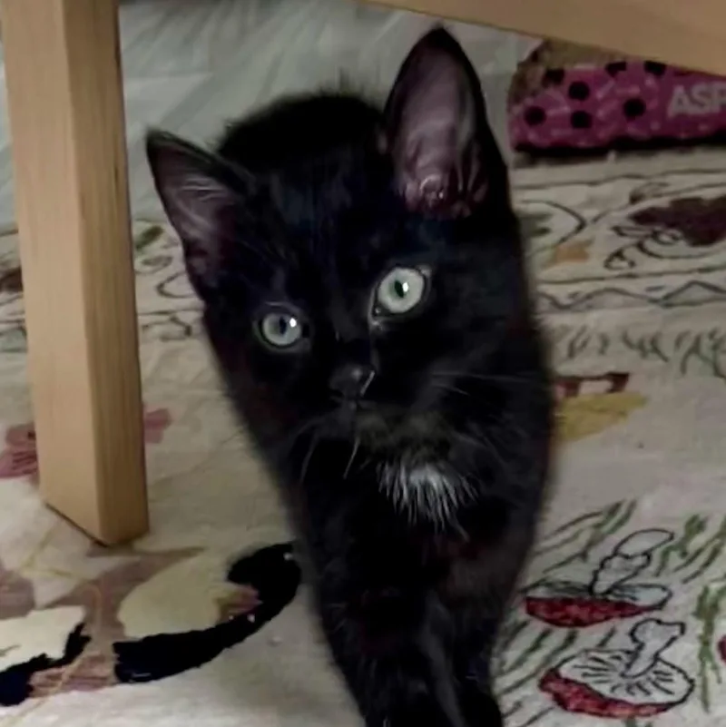 A baby medium-sized female Black Domestic Short Hair cat named Zooey "Dash"anel for adoption in Charlotte, NC