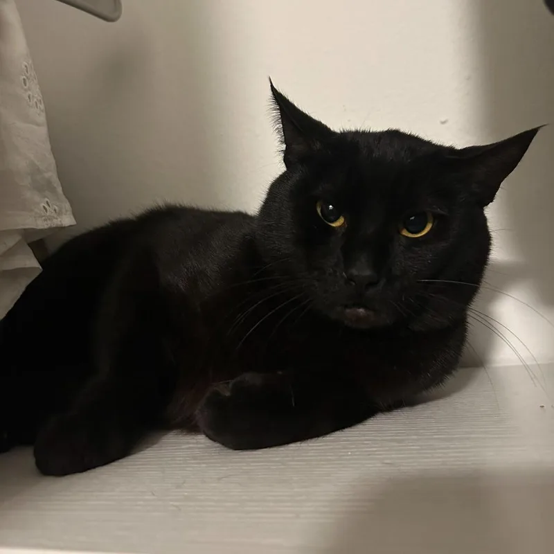 An adult medium-sized male Black Domestic Short Hair cat named Lebron for adoption in Tacoma, WA