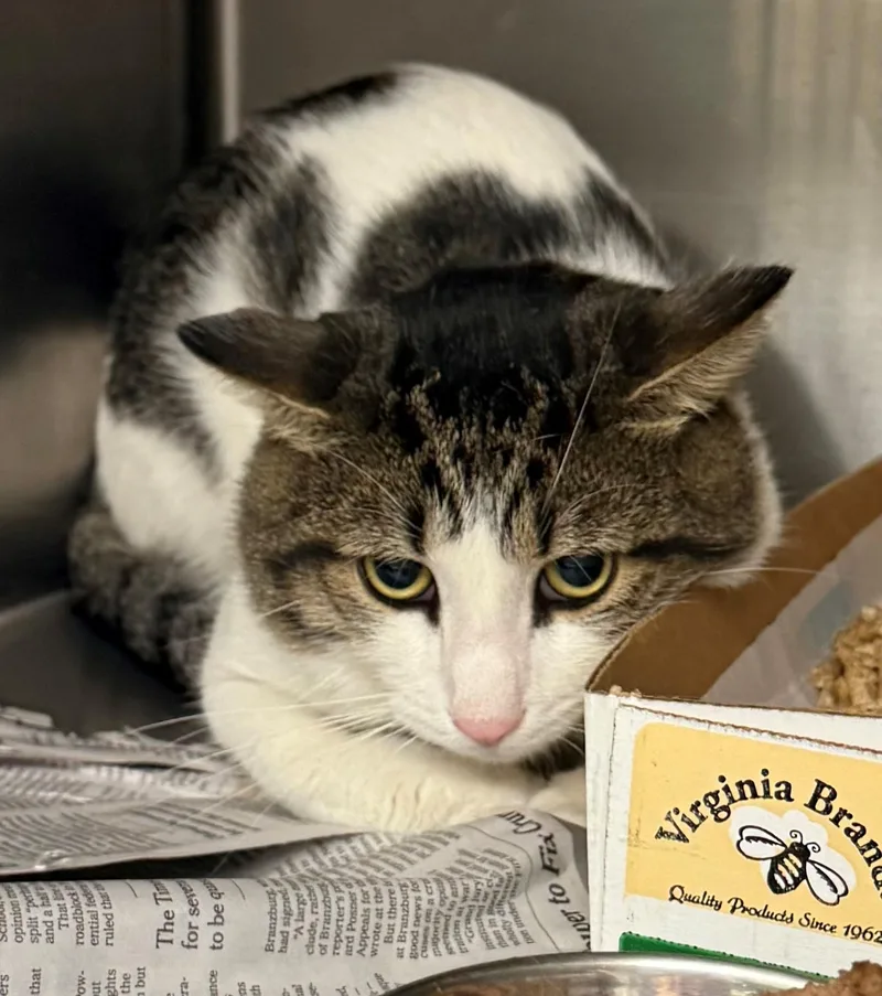 An adult medium-sized male Tabby (Brown / Chocolate) Domestic Short Hair cat named Knight for adoption in Edison, NJ