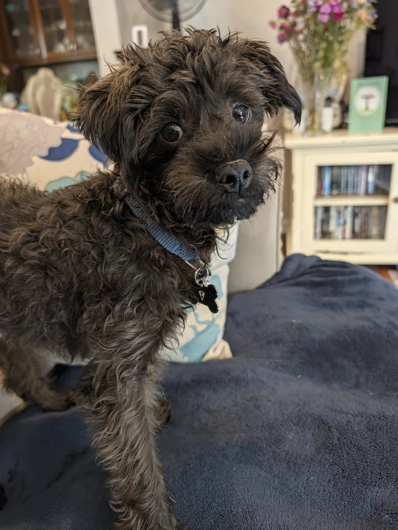 A baby small-sized male Black Toy Poodle dog named Toby for adoption in Dyer, IN