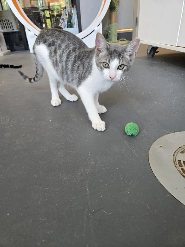 Simon Says thumbnail 2