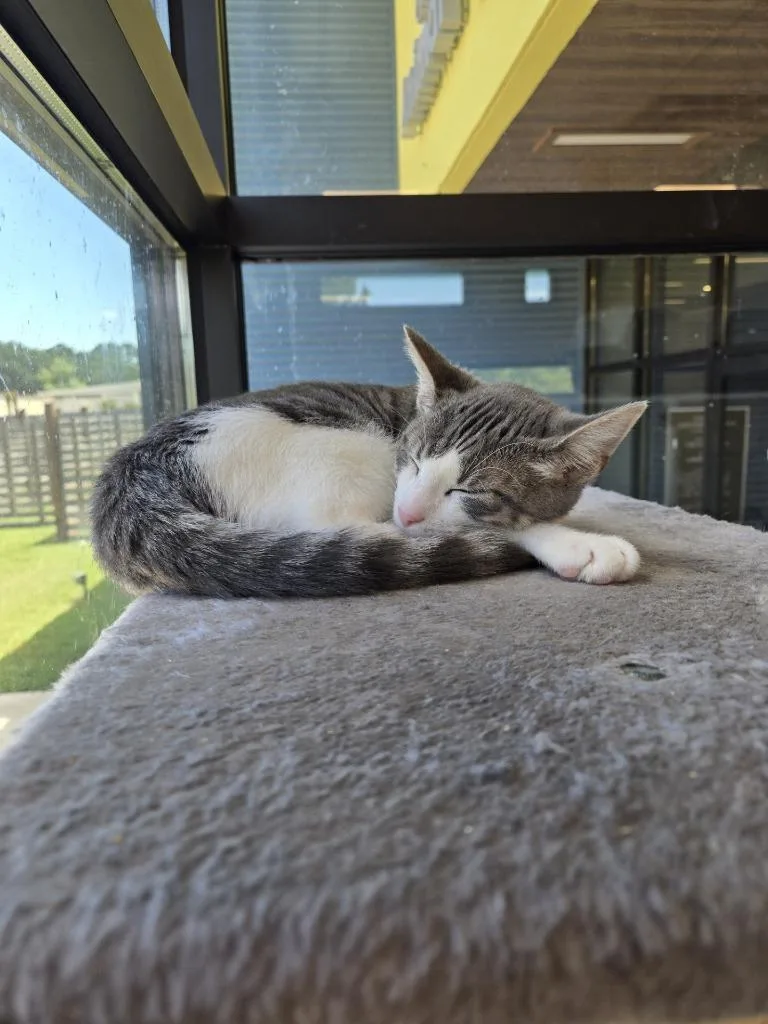 Simon Says thumbnail 3