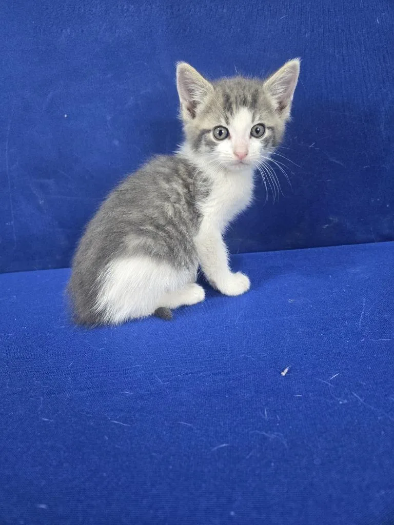 Simon Says thumbnail 4