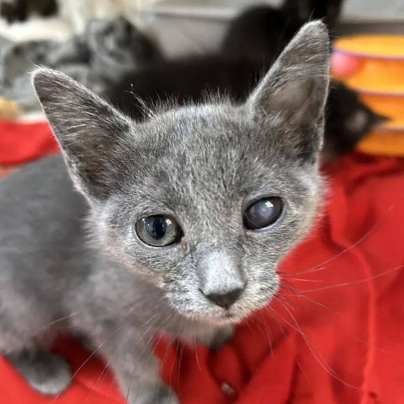 A baby small-sized female Gray / Blue / Silver Domestic Short Hair cat named Chow Mein for adoption in Kanab, UT