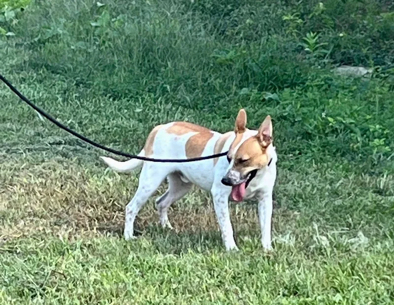 An adult medium-sized male Apricot / Beige Mixed Breed dog named Waleska for adoption in kingsland, GA