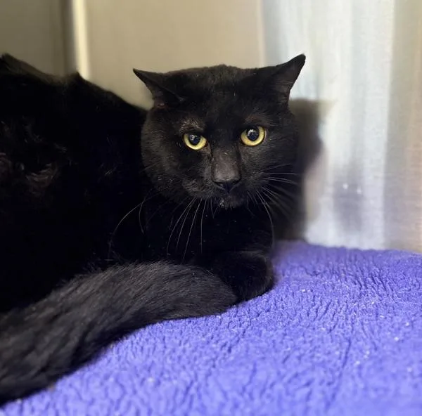 An adult medium-sized male Domestic Short Hair cat named Eli for adoption in Sioux City, IA