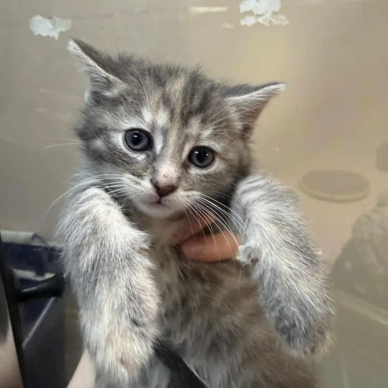 A baby small-sized female Gray / Blue / Silver Domestic Medium Hair cat named Ariel for adoption in Beckley, WV