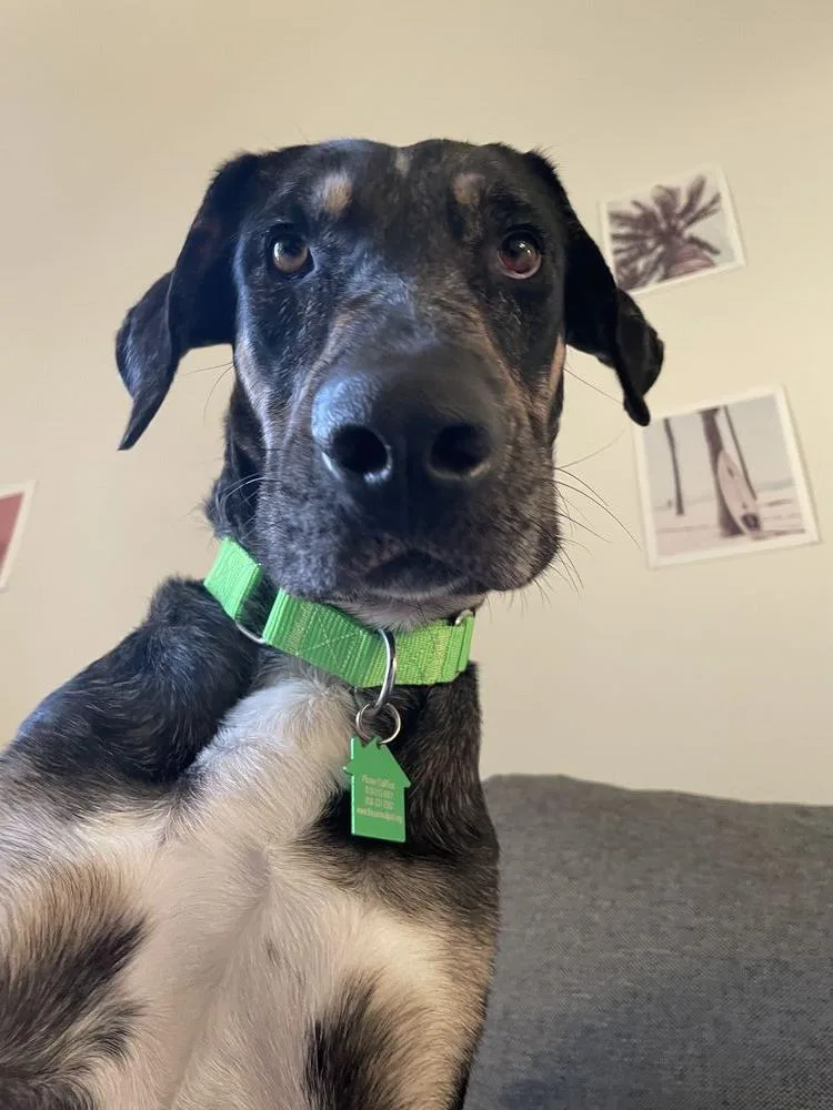 Mama Minnow thumbnail 4