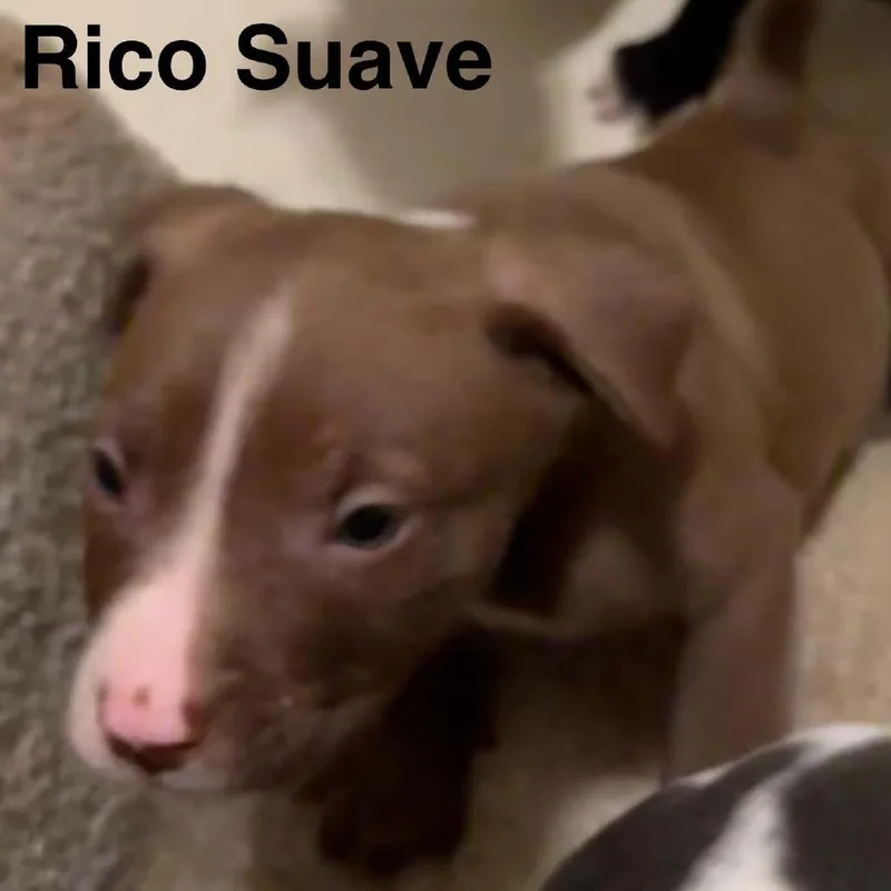 A baby medium-sized male Brown / Chocolate Pit Bull Terrier dog named Rico Suave for adoption in Olathe, KS