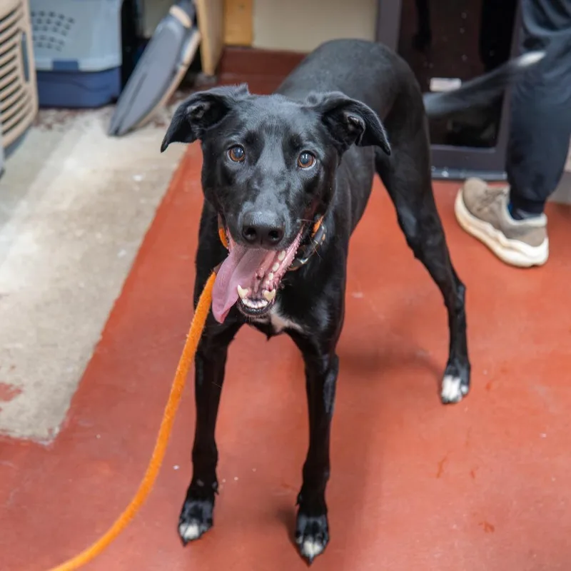 An adult large-sized male Black Doberman Pinscher dog named Boone for adoption in Gainesville, GA