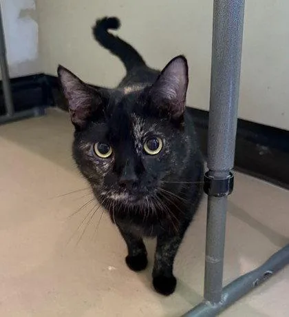 An adult small-sized female Domestic Short Hair cat named Spooky for adoption in Midland, VA