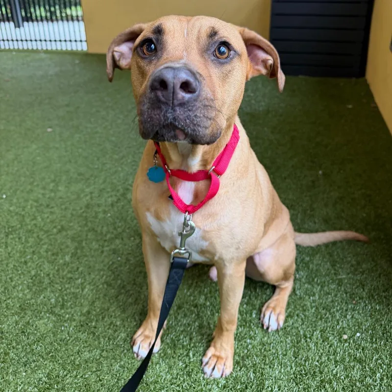 An adult large-sized male Rhodesian Ridgeback dog named Leo for adoption in West Palm Beach, FL