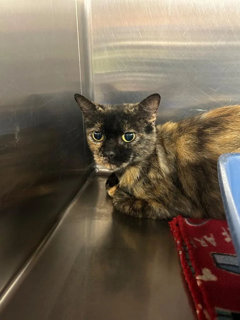 An adult medium-sized female Domestic Short Hair cat named Zena for adoption in Gautier, MS