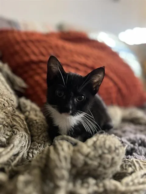 A baby small-sized female Domestic Short Hair cat named Dolly for adoption in West Valley City, UT