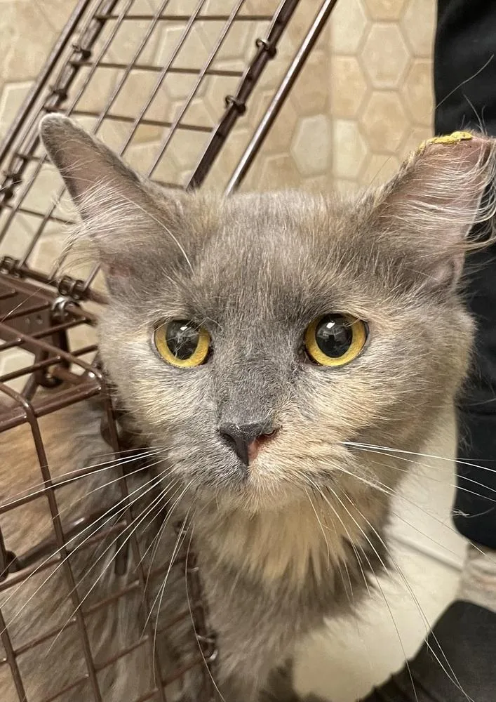 An adult medium-sized female Domestic Short Hair cat named Judy for adoption in Ferndale, MI