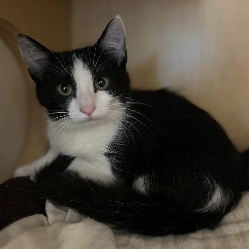 A baby small-sized female Black Domestic Short Hair cat named BlackTip for adoption in Washington Township, OH