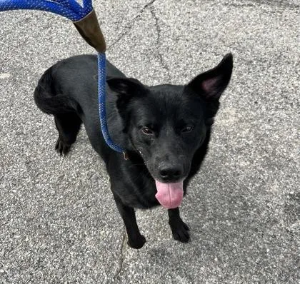 An adult large-sized male Labrador Retriever dog named Pixel for adoption in Columbus, IN