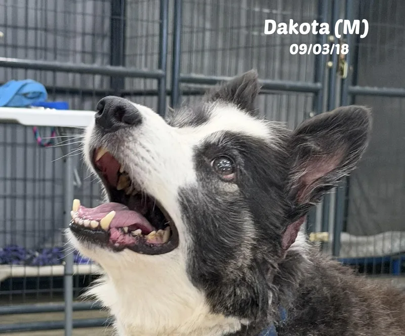 Dakota thumbnail 4