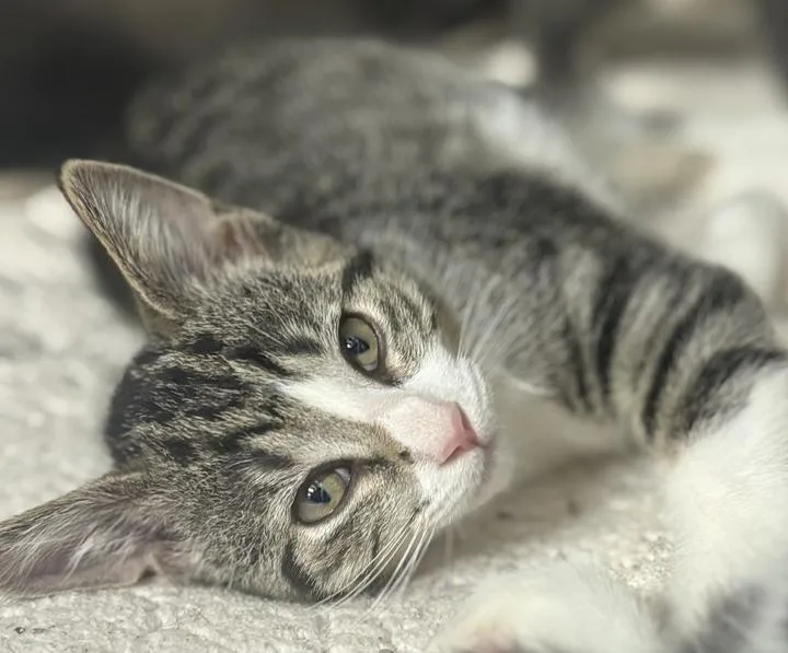 A baby medium-sized female Domestic Short Hair cat named Wendy for adoption in Jackson, MI