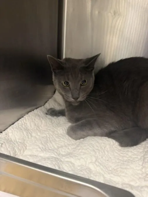 An adult small-sized male Domestic Short Hair cat named Chapo for adoption in Van Nuys, CA