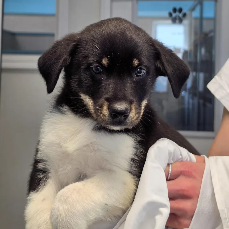 A baby small-sized male Black Mixed Breed dog named Camper for adoption in Troy, IL