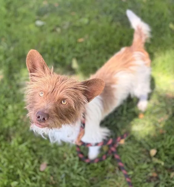 An adult small-sized male Terrier dog named Sparky for adoption in Dublin, CA