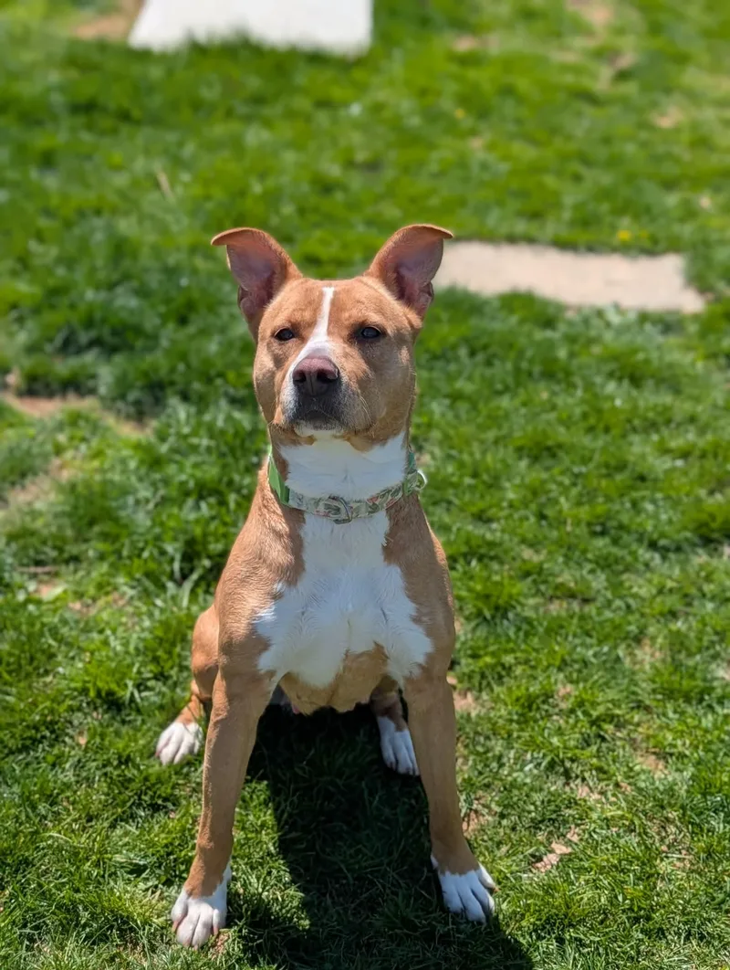 An adult medium-sized female White / Cream Terrier dog named Reina for adoption in Chambersburg, PA