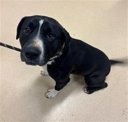 An adult medium-sized female Pit Bull Terrier dog named Rose for adoption in South Lake Tahoe, CA