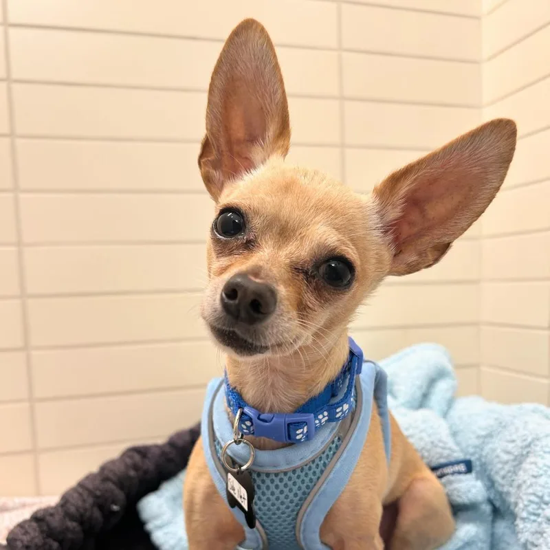 A senior small-sized male Yellow / Tan / Blond / Fawn Chihuahua dog named Side Net for adoption in San Francisco, CA